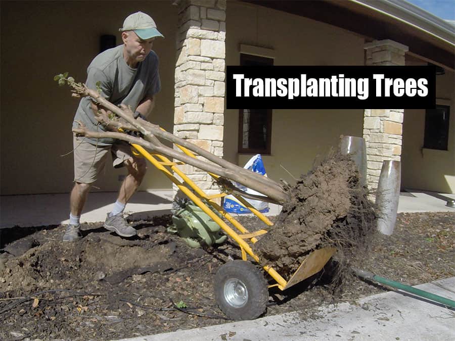 transplanting trees